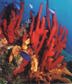 More Coral