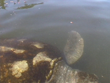 Big Turtle