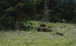 Resting Buffalo Herd