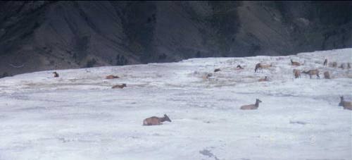 Elk on the Flats at Mommoth                                                                         Springs