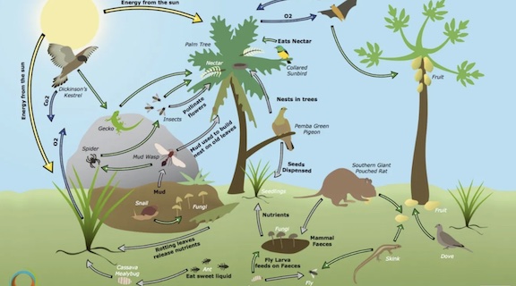 Biodiversity