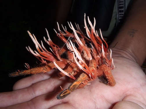 Fungus