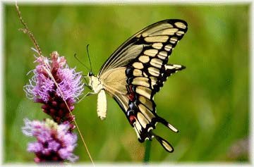 Giant  Swallowtail