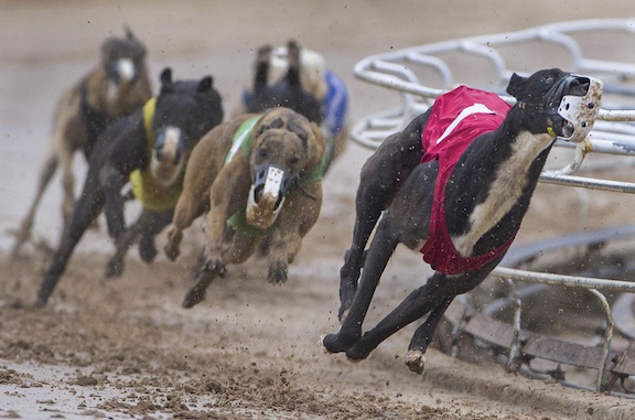 Greyhounds