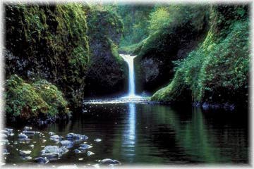 Natural Quality of the Rain Forest