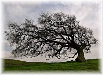 Oak Tree Shaped by the Wind